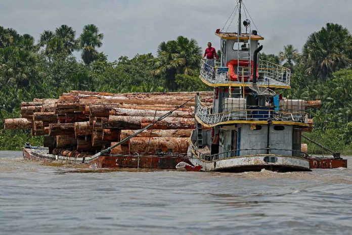 Record 1st-quarter deforestation in Brazilian Amazon
