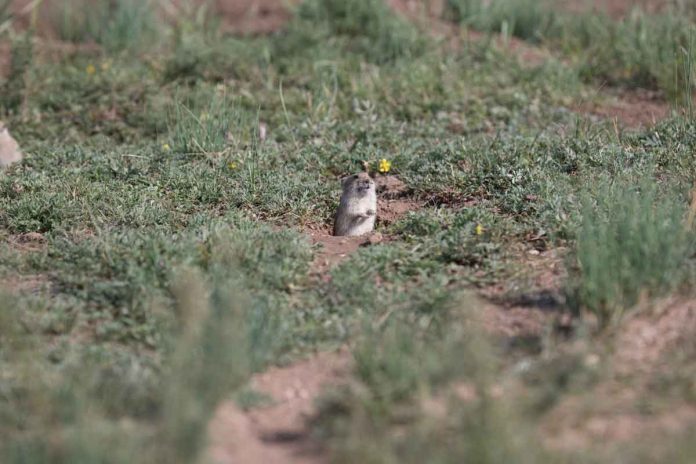 Voles cut grass to watch flying predators