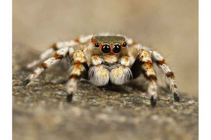 An exploration of global patterns of trade in arachnids reveals 1,264 species from 66 families