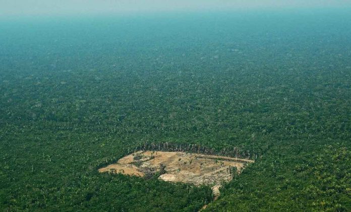 Brazilian Amazon deforestation breaks April month record