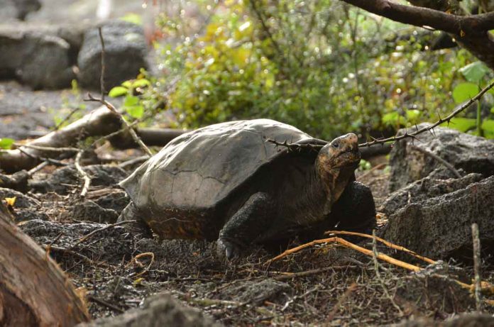 An extinct species of tortoise found alive