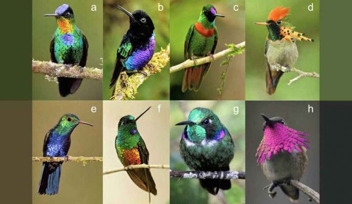 In-colorful-avian-world,-hummingbirds-have-the-widest-breadth-of-colorful-plumage