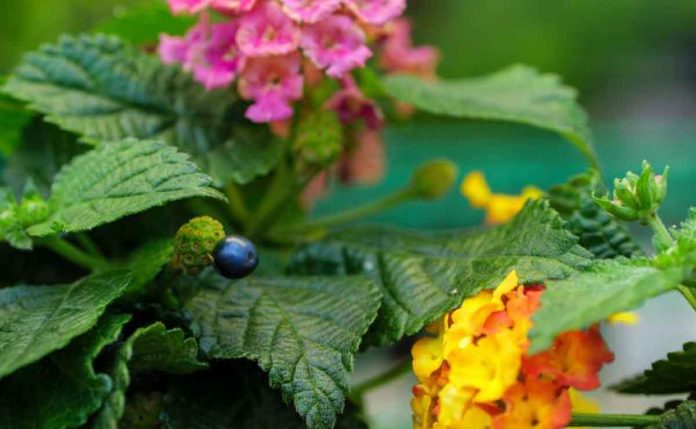 Research uncovers the science behind this plant's blue berries called Lantana