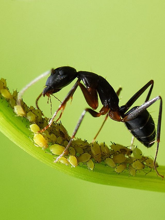 Ants_aphids