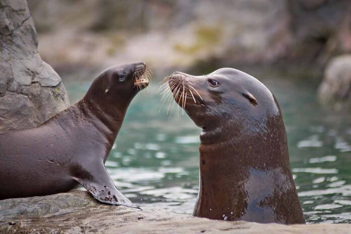 Seals have the ability to sense a rhythm