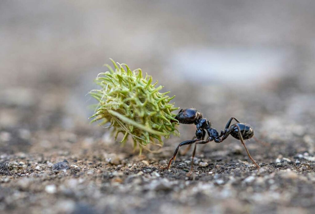Ants and Their Abilities