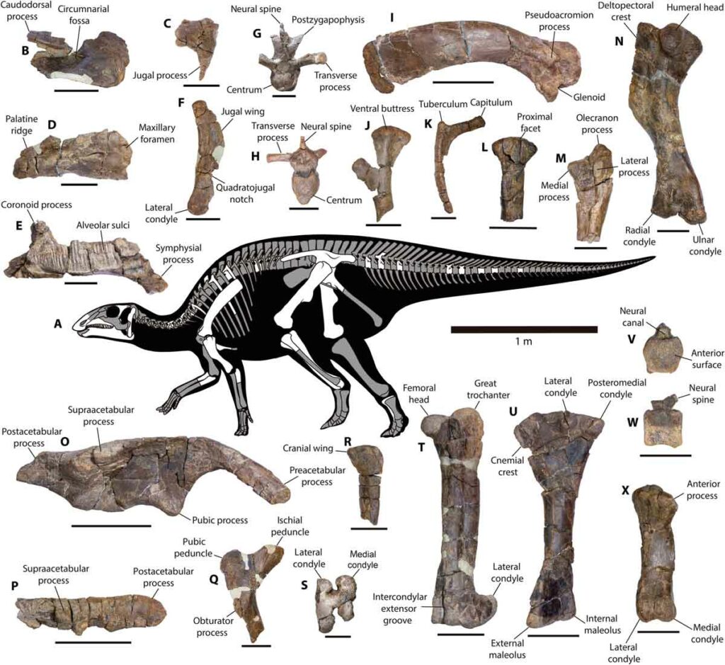 Fossil Discovery Challenges Beliefs about Duck-Billed Dinosaurs in Chile