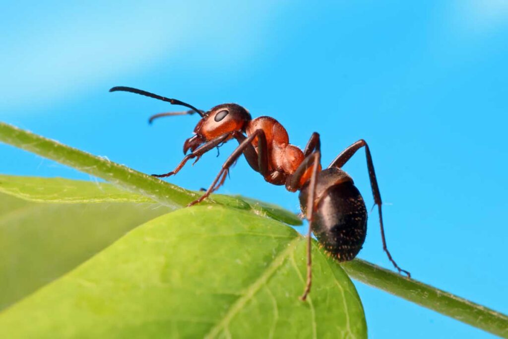 How Much Does an Ant Weigh