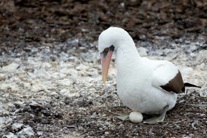 Nazca Boobies Struggle to Breed in Old Age