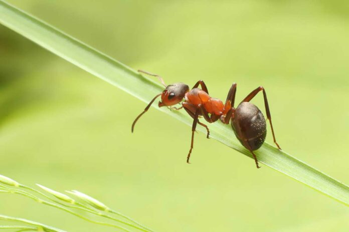 Unveiling the Weighted Wonders of Ants