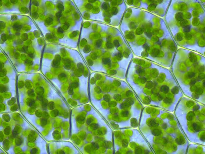 Plant cells with visible chloroplasts