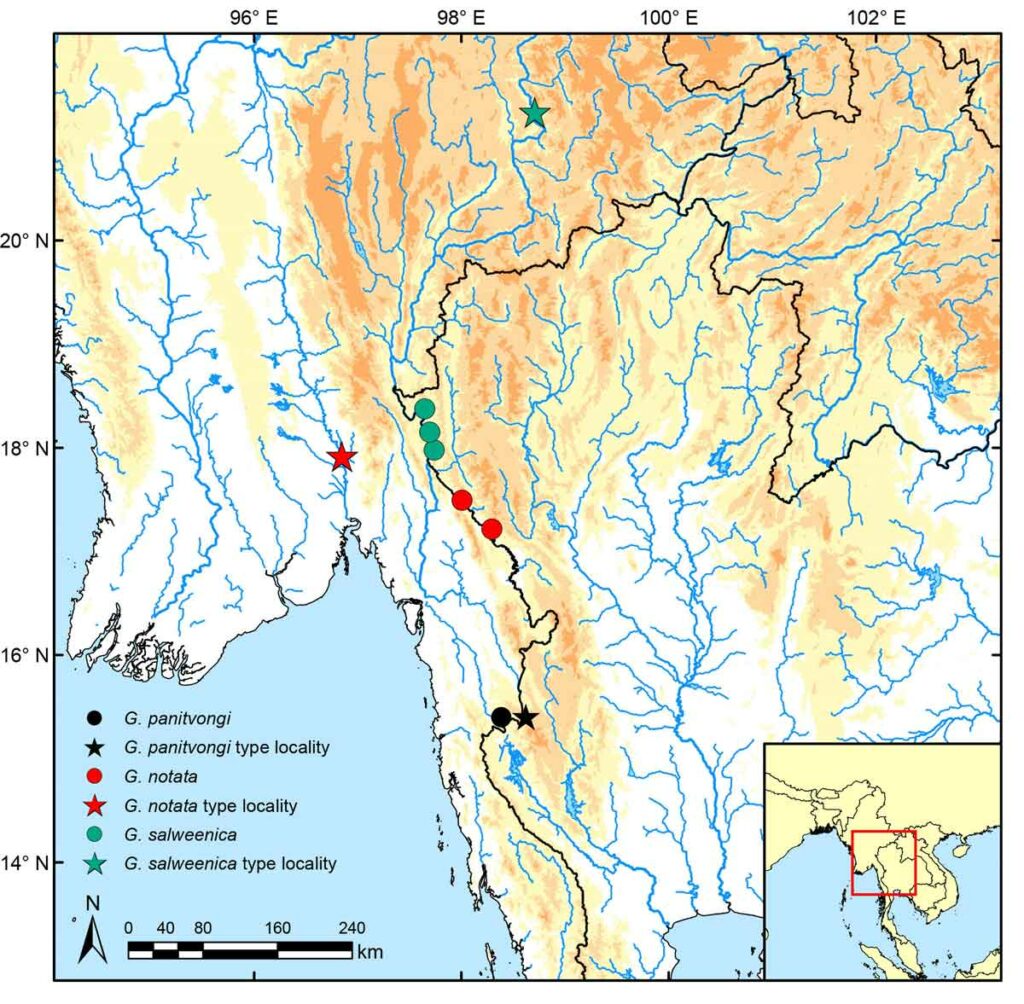 Populations of redtail garra