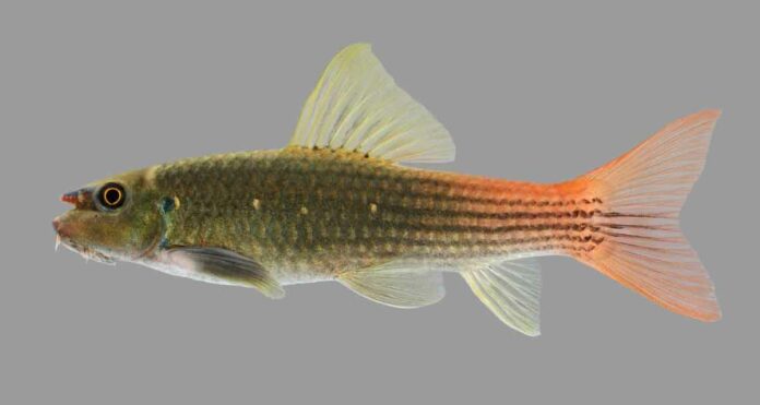 Redtail garra fish