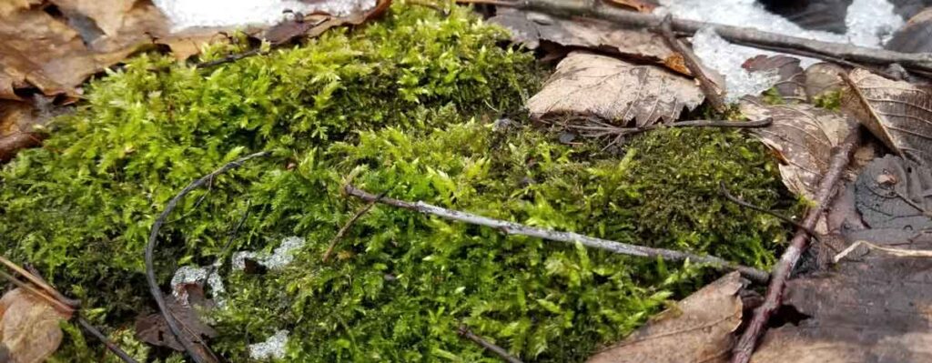 moss on the forest floor during the Michigan winter