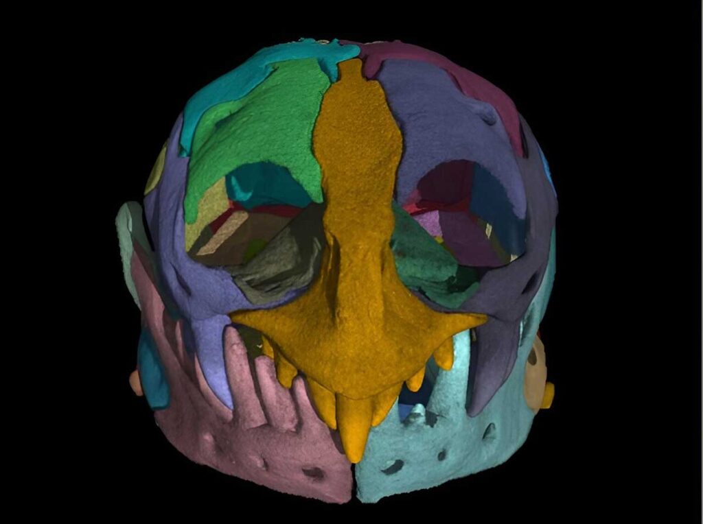 skull of a Zygaspis quadrifron specimen